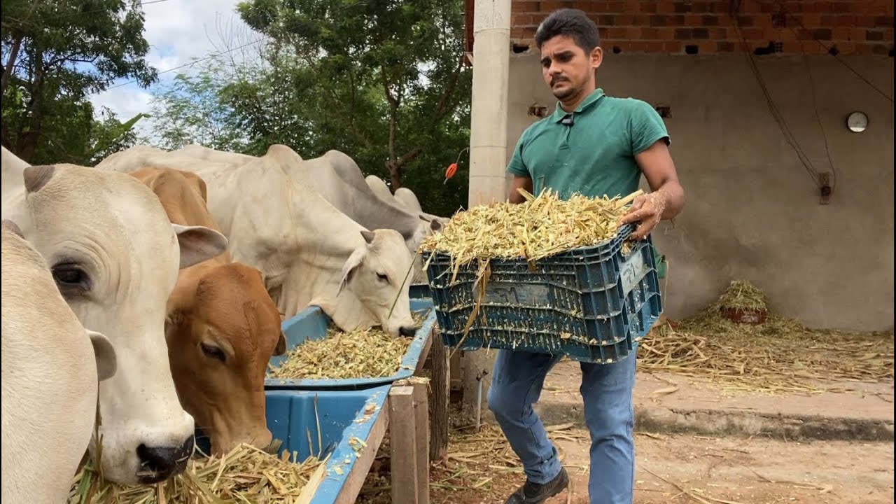 Vantagens de trabalhar com capiaçu desidratado