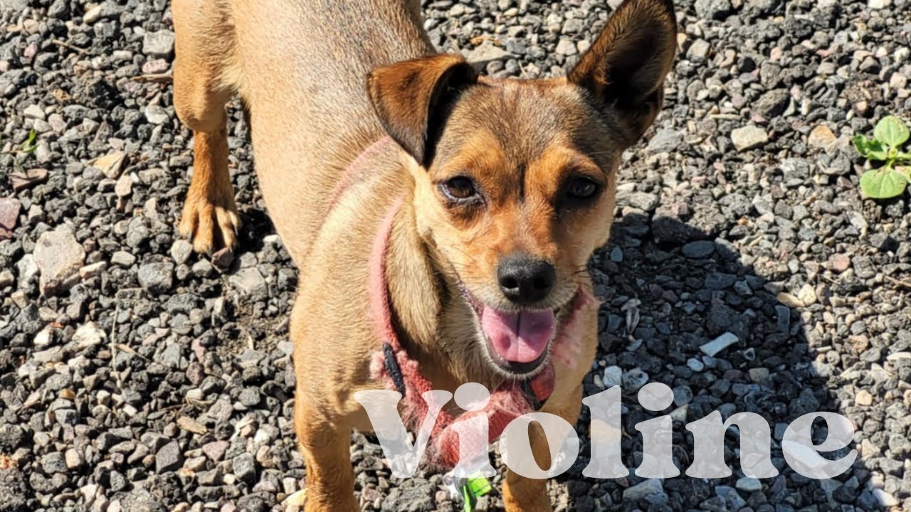 Violine, disponible à l'adoption