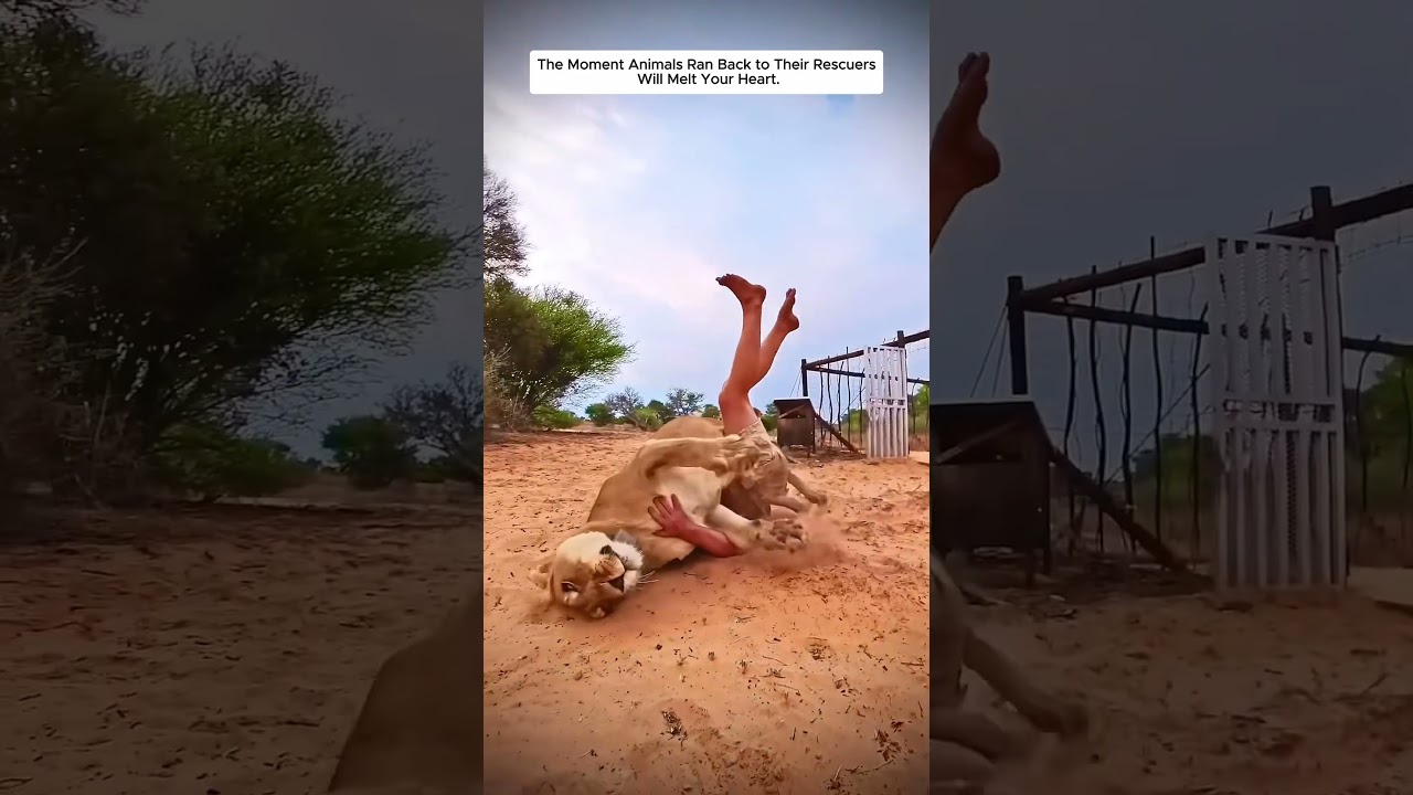 The Moment Animals Ran Back to Their Rescuers Will Melt Your Heart...