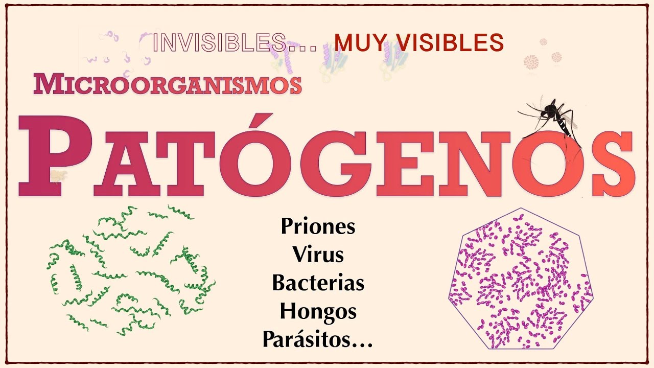 PATÓGENOS: priones, virus, bacterias, hongos, protozoos, helmintos... ¿los conoces?