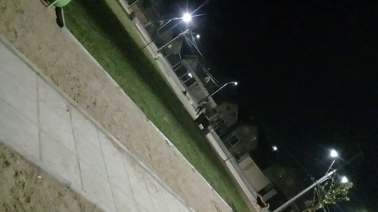 Perro canalla