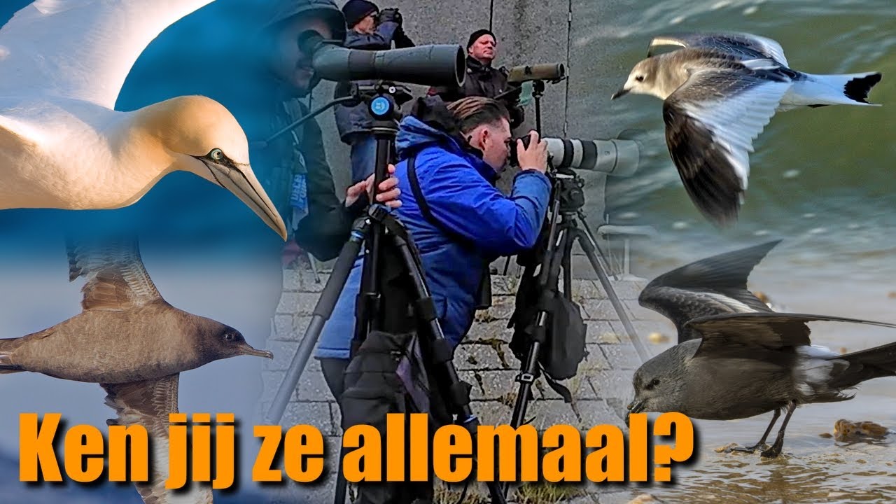 Zeevogel Special & LIFER! Jaarlijst Challenge 2025
