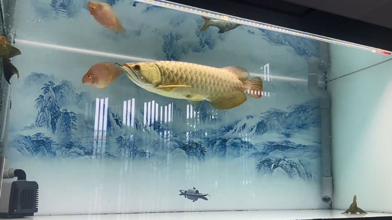 Arowana 24k golden crossback is swimming on Aquarium tank my farm