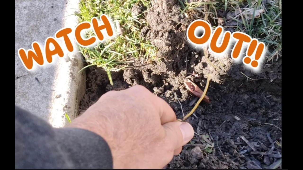 The DANGERS Of Edging Beds | The Best Way To Get Crisp Edges