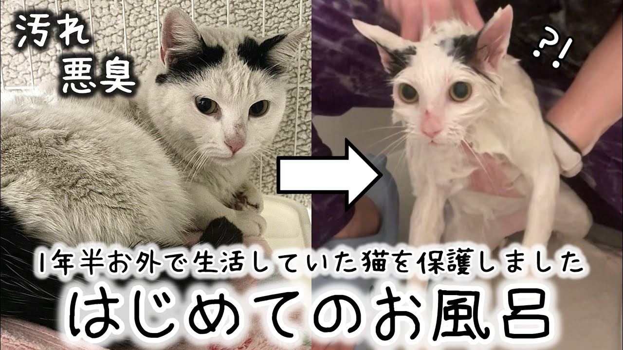 1年半も外で暮らしていた猫を保護！汚れていて臭かったのでお風呂に入れてあげました。