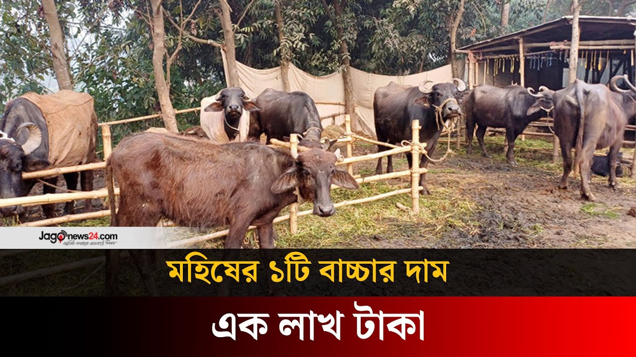 মহিষের বাণিজ্যিক খামারে দ্বিগুণ লাভে ভাগ্য বদলাচ্ছে খামারিদের | Pabna | Buffalo farm | Jago news
