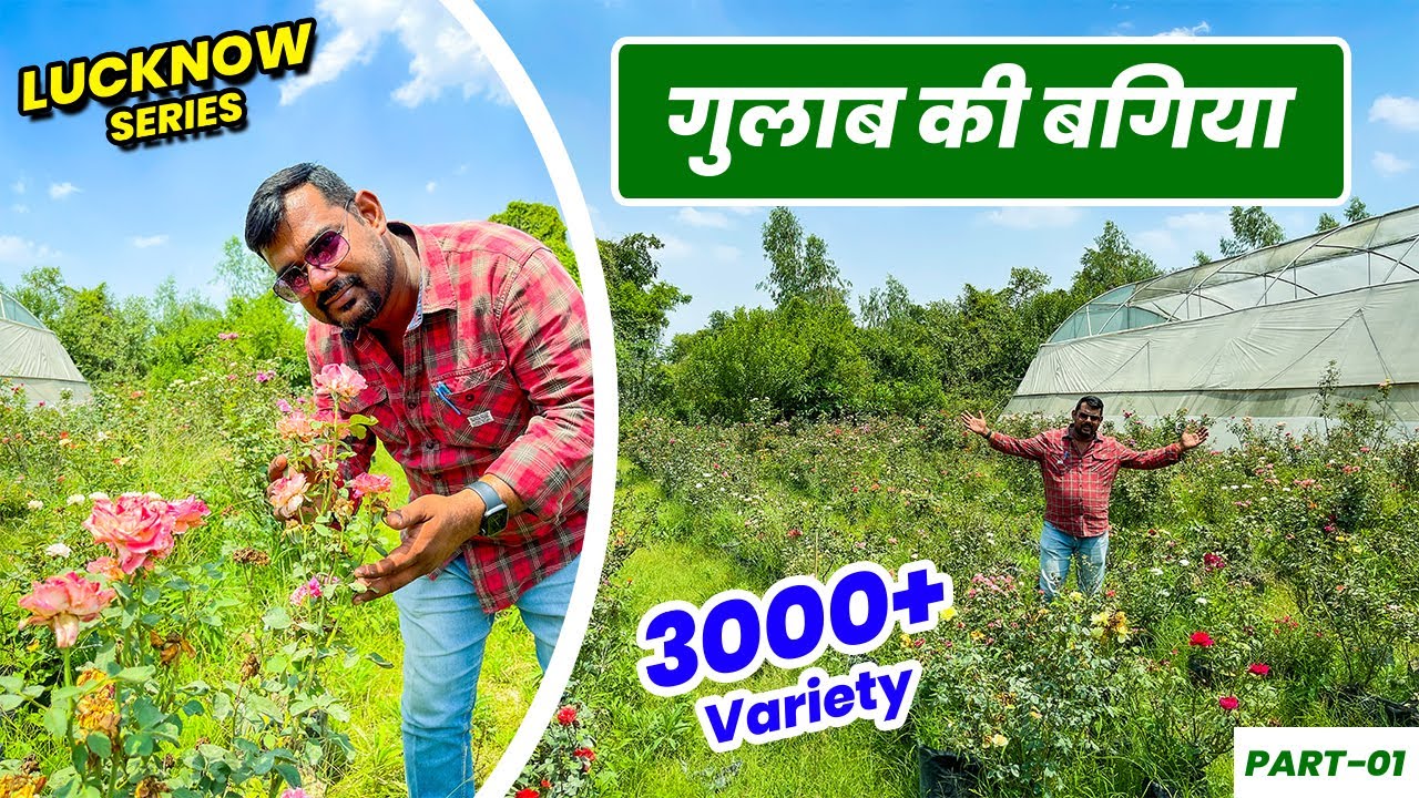 यहाँ है गुलाब की 3000 से ज्यादा वैरायटी 🌹 😯 Amazing Exotic Rose Collections 😍 😍
