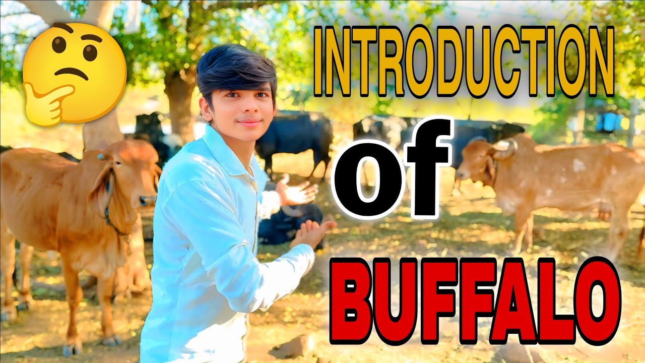 👉 આજે તો આપી દીધી આપડી ભેંસોની ઓળખાણ, આપીને સાંજે પાડોશી મિત્રની વાડીએ ગયો .આપડો નવો વ્લોગ.😊😊