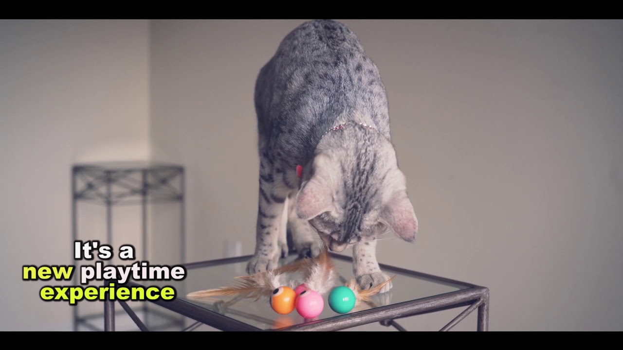 Bouncy Tails - the BOUNCIEST of cat toys