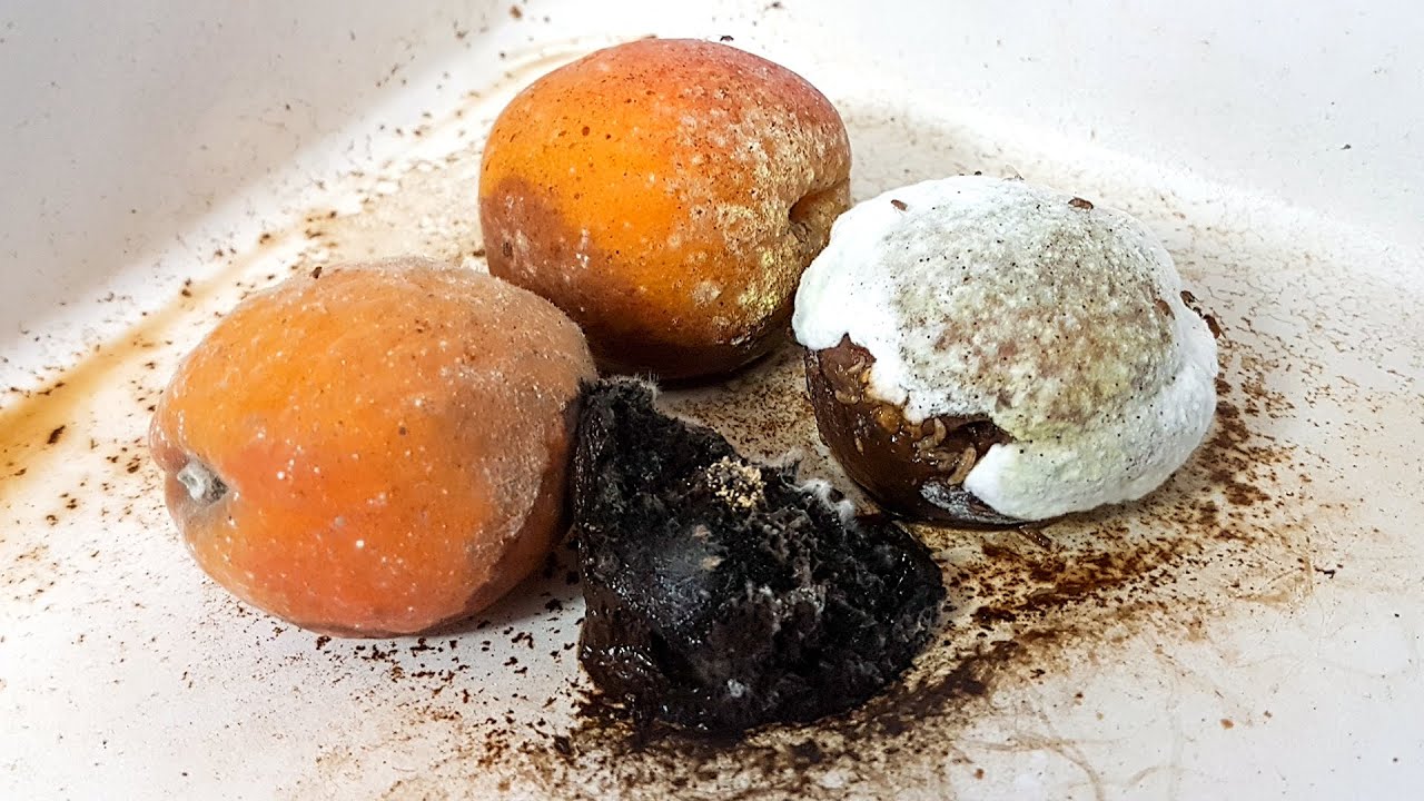 Apricot Time Lapse 4K - (maggots in macro)