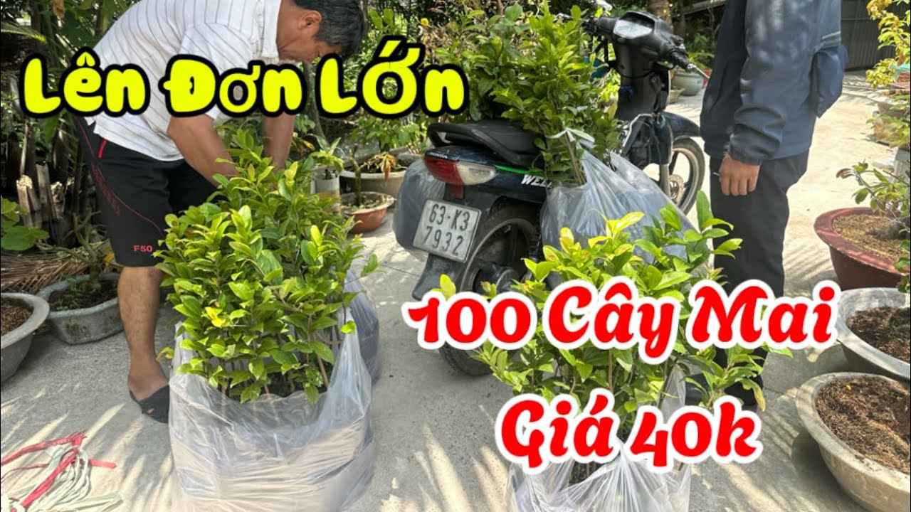 Lh 0907094566(Zalo) Lên Đơn Tứ Quý Lớn Giá Chỉ 40k Bao Ship