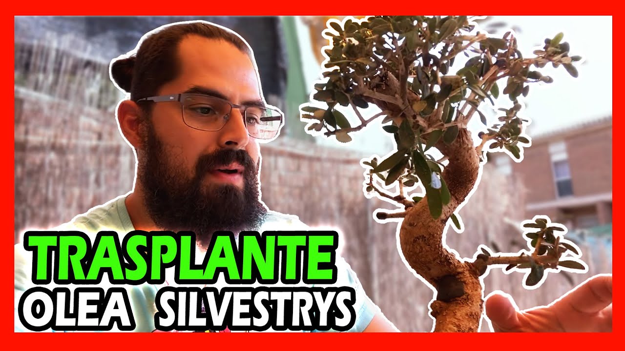 TRASPLANTE #olea #silvestrys IRUN #BONSAI