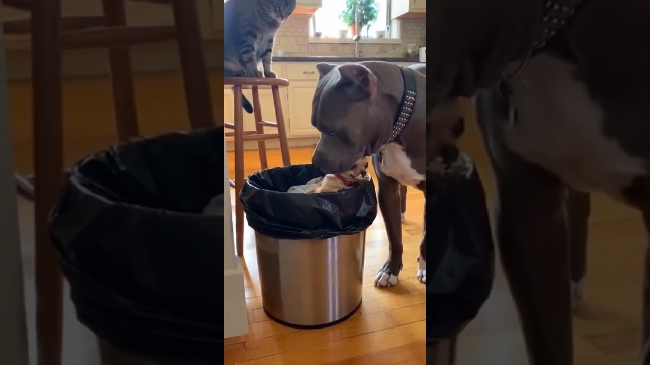 When the big bully meets the tiny terror! 😂 #DogsofTikTok #BullyVsChihuahua #PetComedy #FunnyPets #D