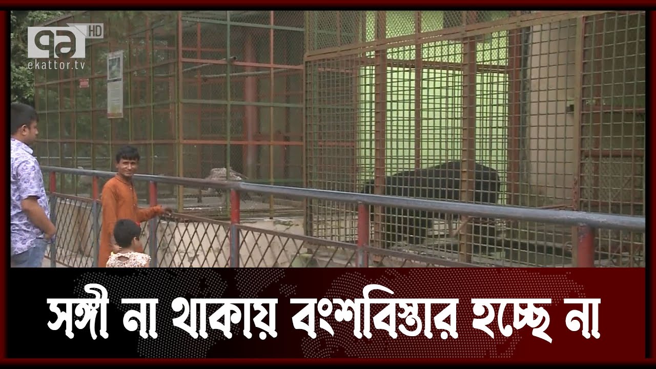 রংপুর চিড়িয়াখানায় পশু-পাখির তীব্র সংকট | News | Ekattor TV