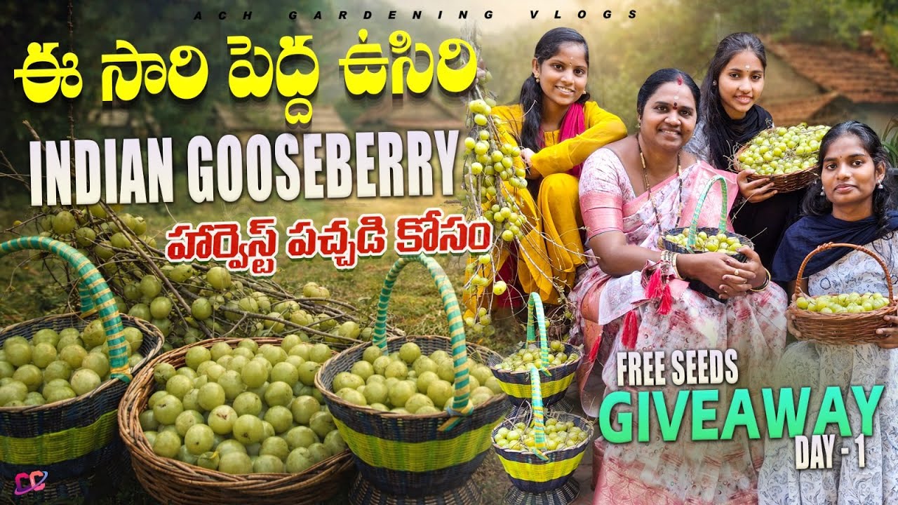 ఈ సారి పెద్ద ఉసిరి పచ్చడికి హార్వెస్ట్ | Indian Gooseberries Harvest | Free Seeds Giveaway #garden