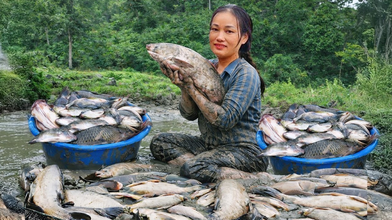Harvesting Giant Fish in the mud during the Rainy Season & Cook Yummy Food | Ly Phuc An