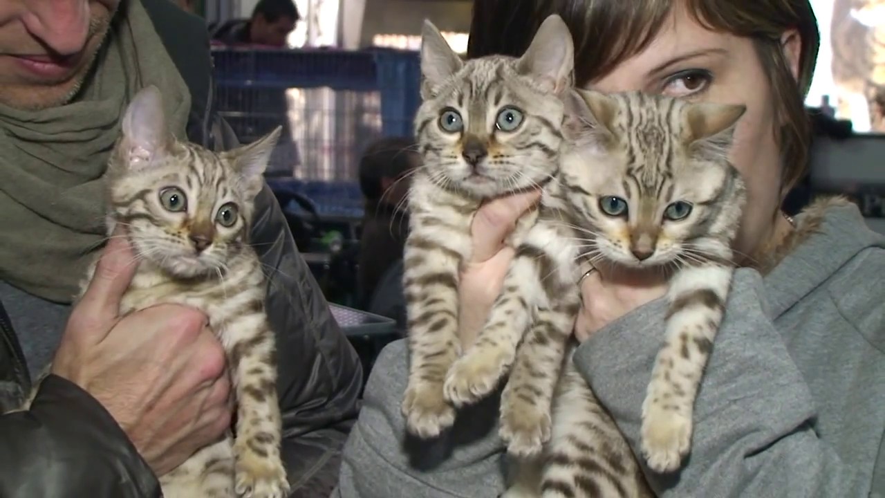 GATTI STUPENDI - Esposizione Internazionale Felina 2013 (HD)