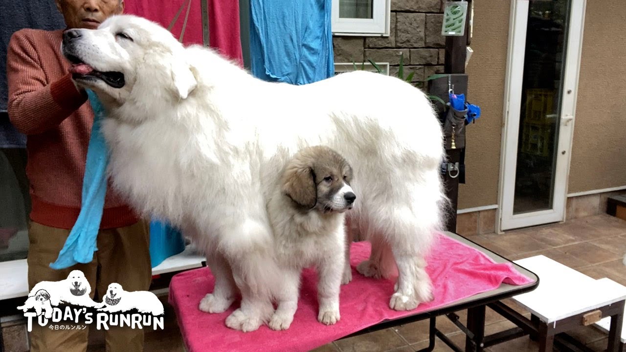 ブラッシングを邪魔するベルと全く気にしないルンルンとアランです　Great Pyrenees　グレートピレニーズ