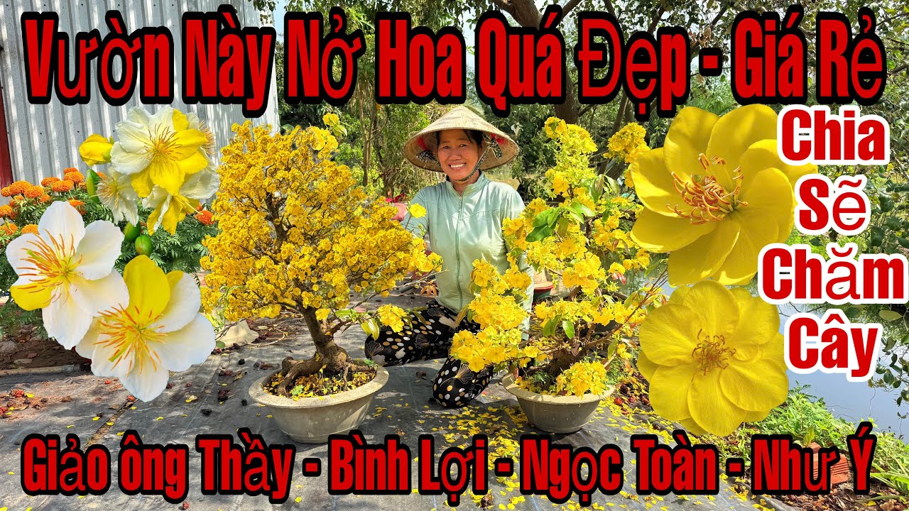 Mùng 6☎️0398958869☎️🌲Mai Vàng Giá Rẻ🌲Giảo Như ý-Bình Lợi-Ngọc Toàn-Giảo Ông Thầy-Chia Sẽ Chăm Cây...