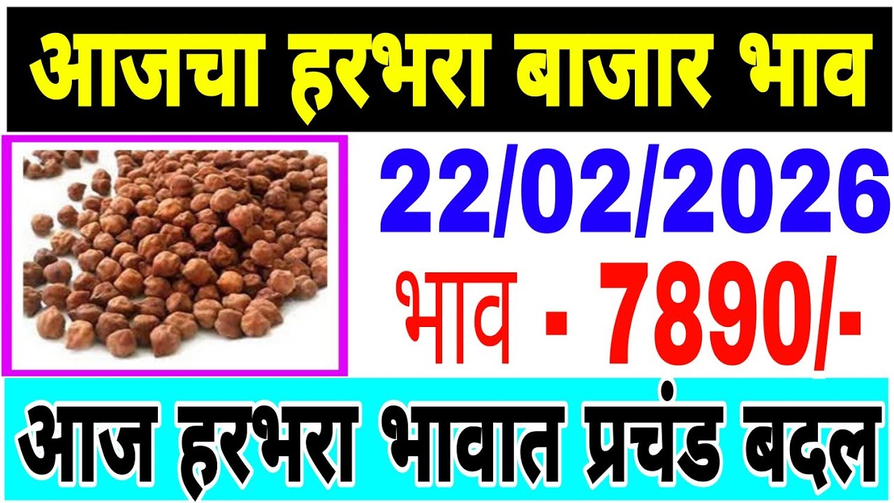 हरभरा बाजार भाव वाढले 22 /02/ 2026 / harbara bhazar bhav today / महाराष्ट्रा हरभरा भाव..तेजी येणार 