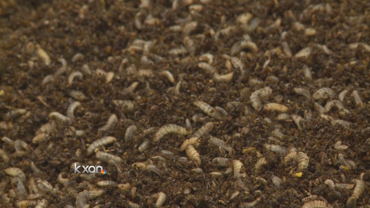 The Maggot; nature's crimefighter