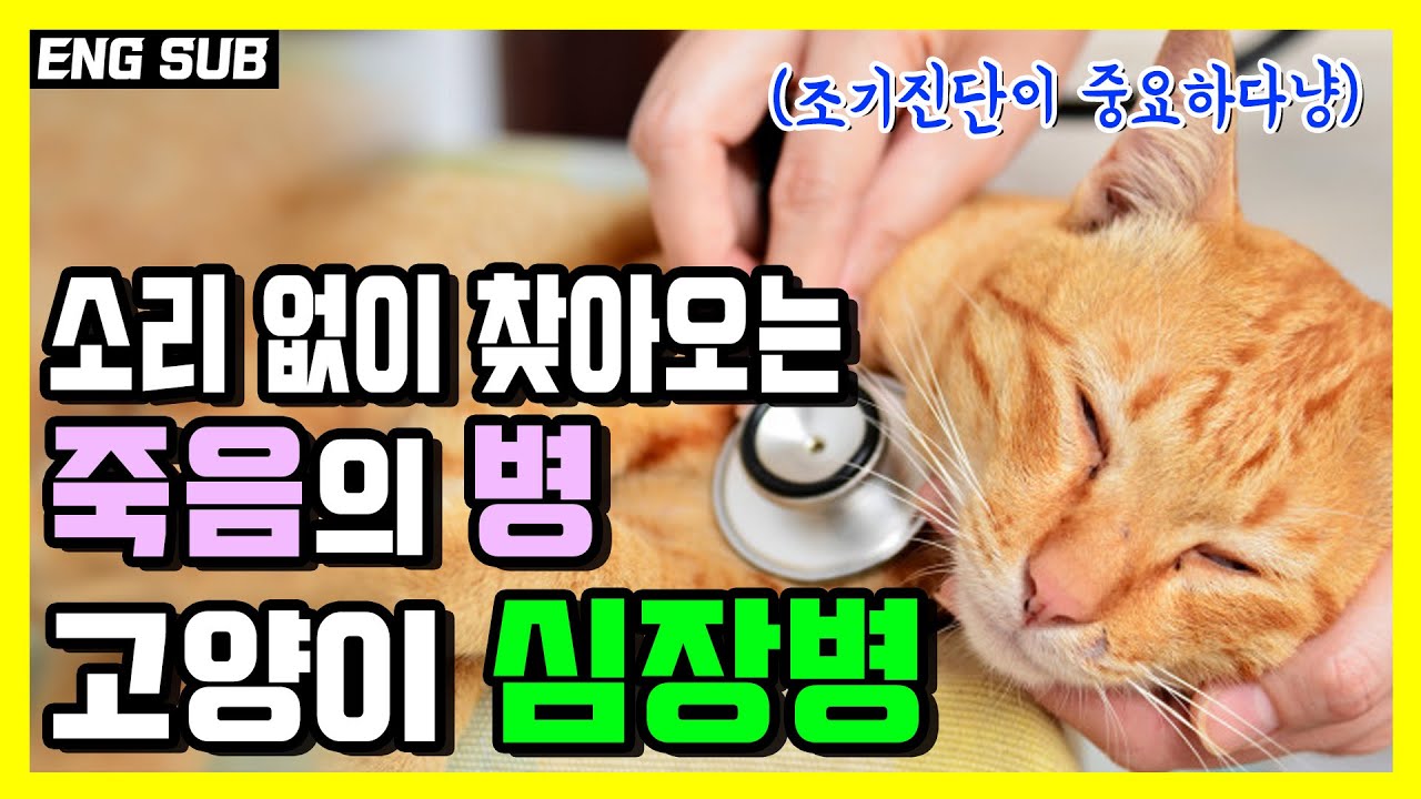 소리없이 고양이를 죽이는 고양이 심장병