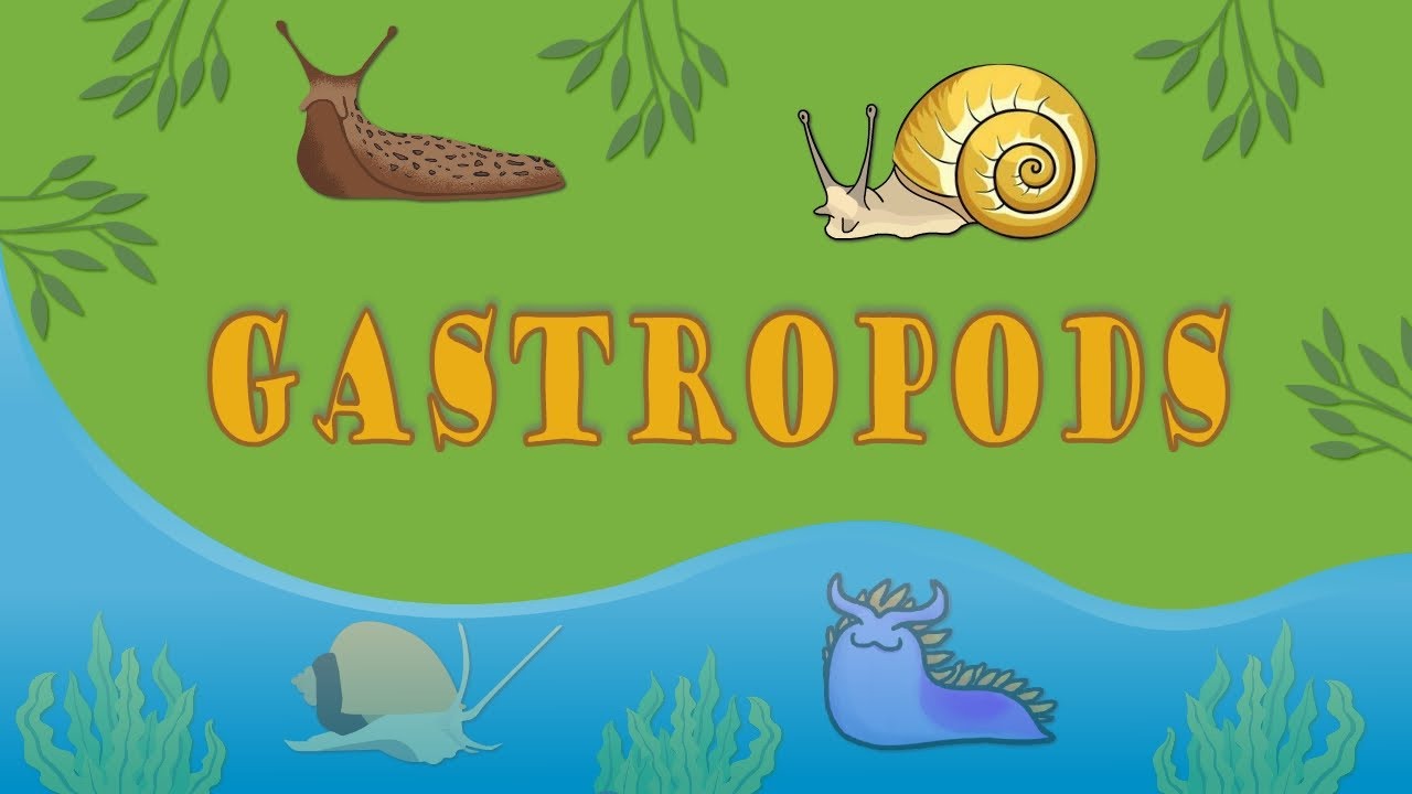 Gastropods: Evolution and Diversity | Snails, Slugs, Semi-slugs and Sea Slugs
