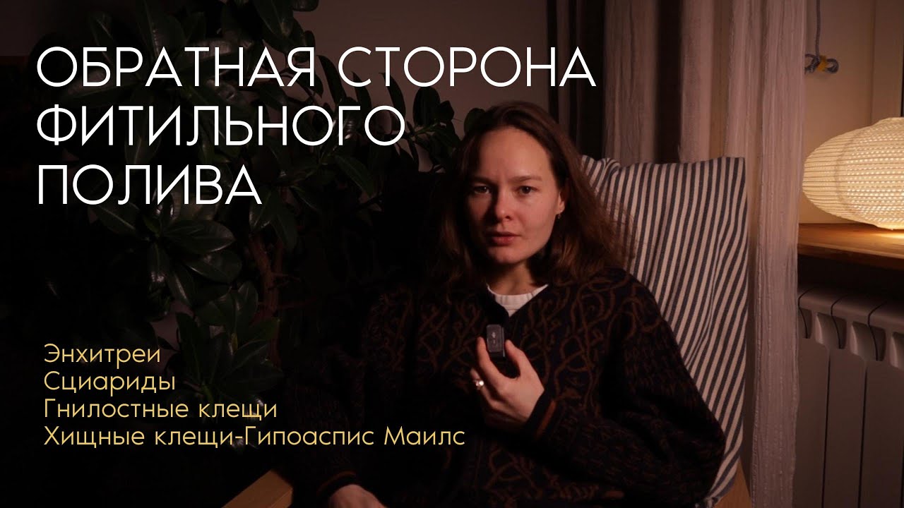минусы ФИТИЛЬНОГО ПОЛИВА и ПОЛУГИДРОПОНИКИ | Энхитреи, Сциариды, Гнилостные клещи | ХИЩНЫЕ КЛЕЩИ