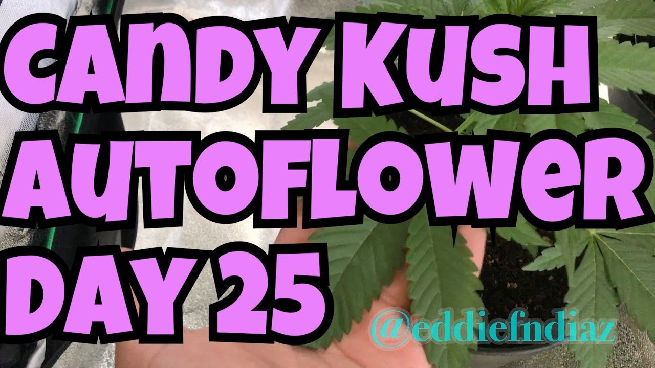 Candy Kush Autoflower Grow Log Day 25