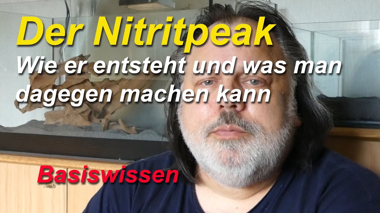 Der Nitritpeak. Wie entsteht er und wie begegne ich hohen Nitrit-Werten im Aquarium. Basiswissen