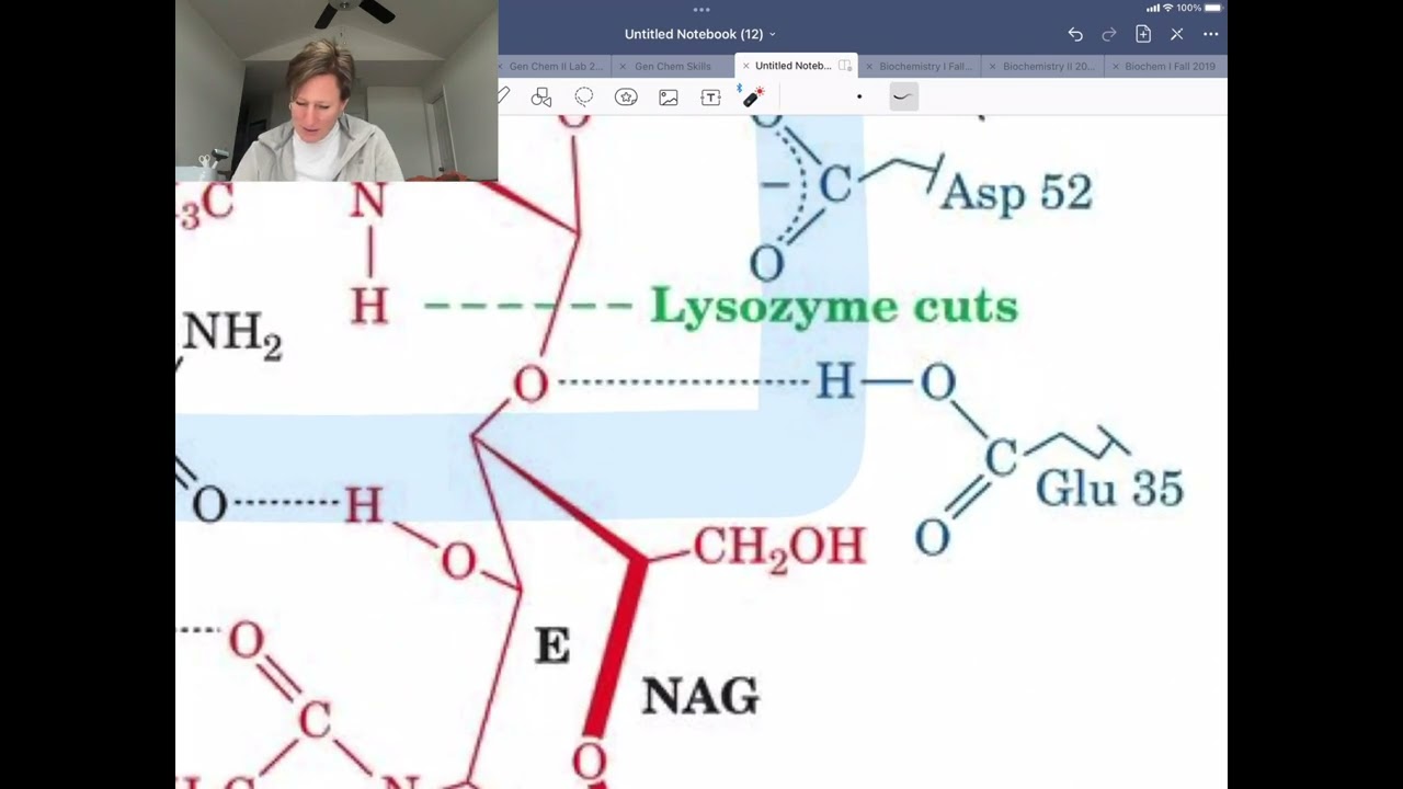 How Do Enzymes Work (Lysozyme)