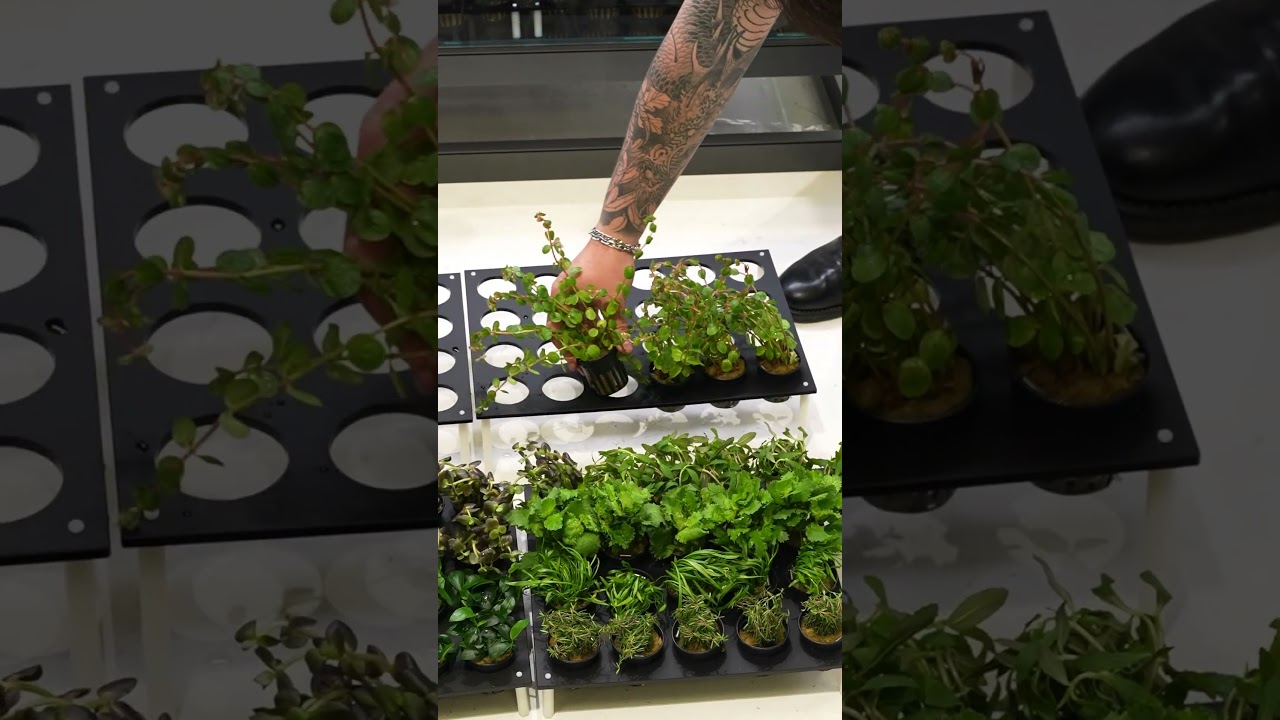 Plant Holding System - Hybrid Decker for Aquarium and Terrarium Plants