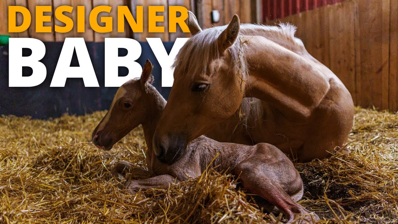Lavendel gave birth to a beautiful foal! | Foaling Season Episode 8