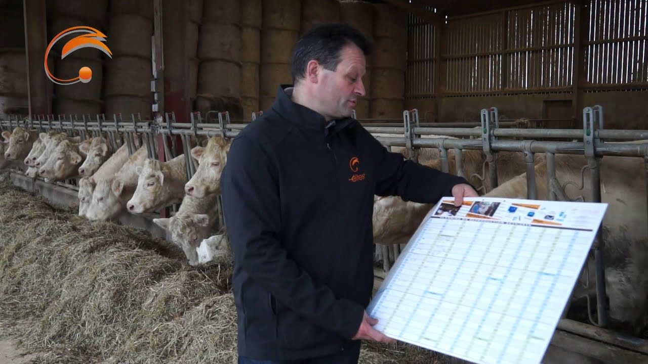 Présentation d'un élevage charolais
