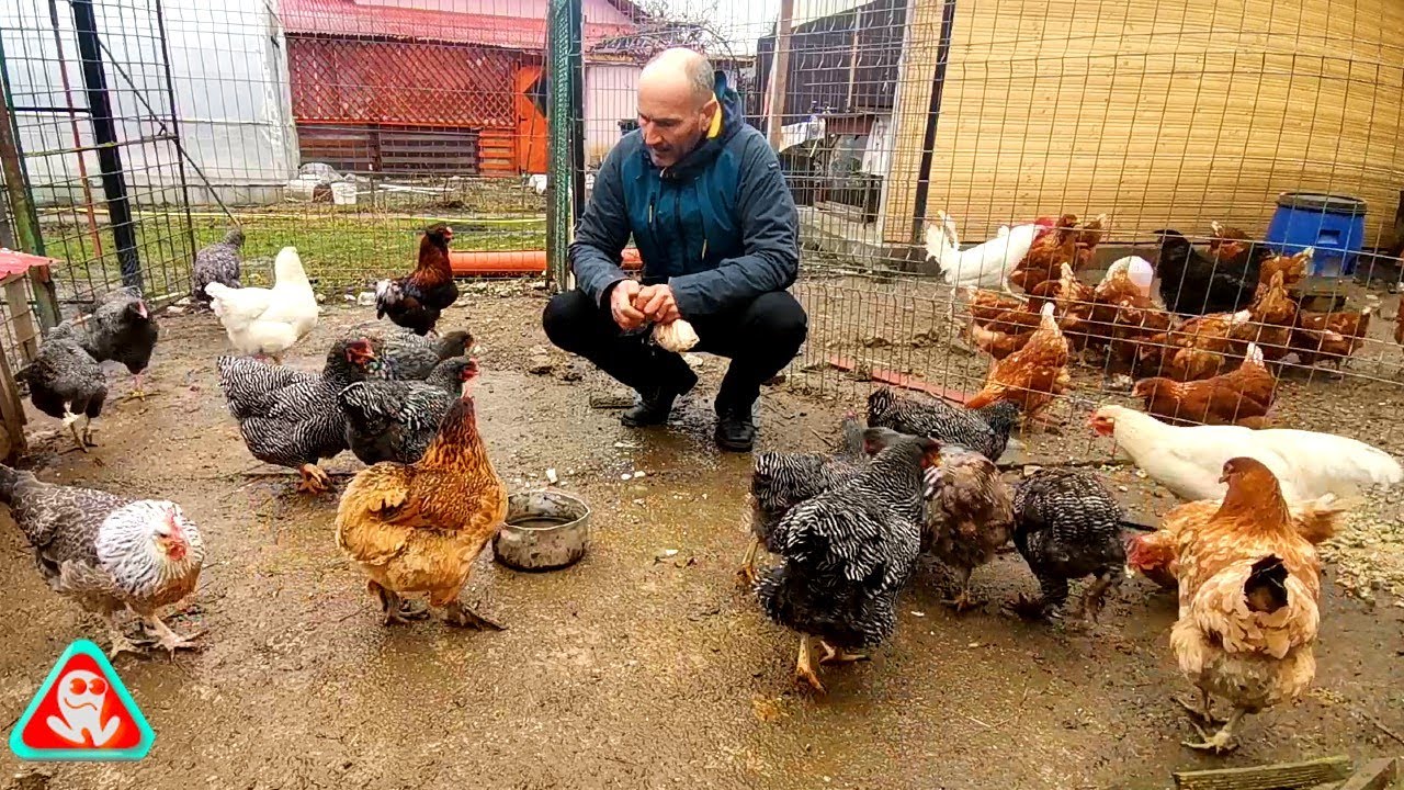 Probleme la găinile provenite din încrucișarea raselor...