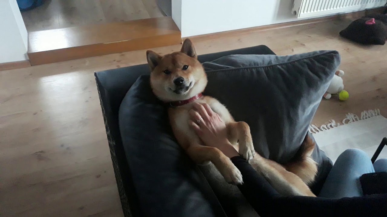 Happy shiba