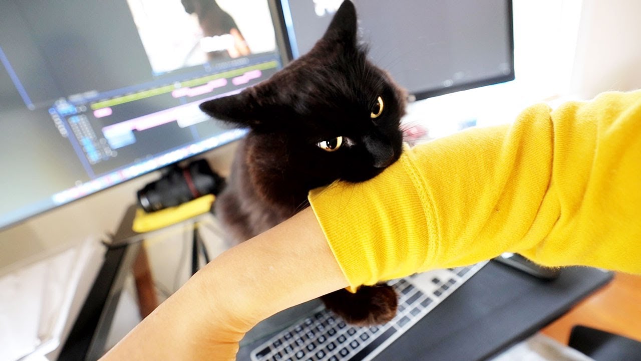 【しゃべる猫】愛猫にチョップしたら噛みつかれた【しおちゃん】