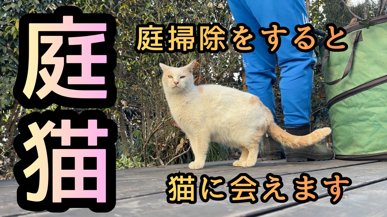 【庭の猫】庭掃除をすると猫に会えます&hellip;