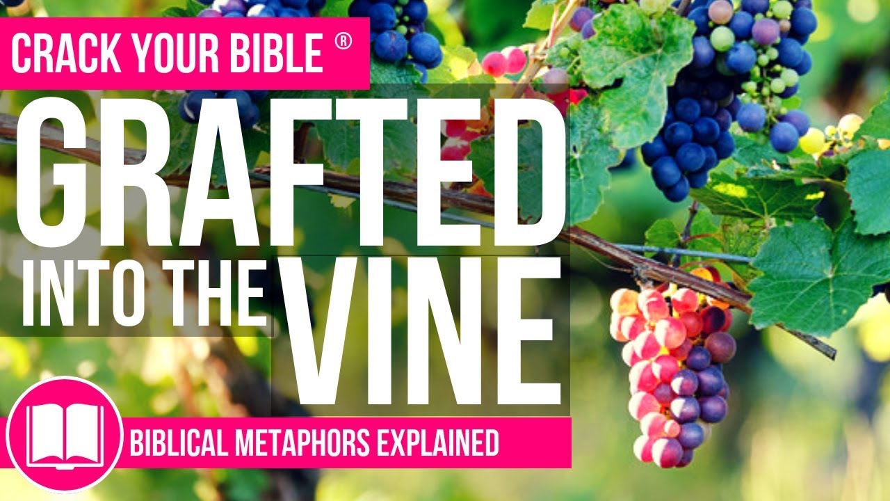 🍇 Grafted In to the Vine | Biblical Metaphors | Napa Valley