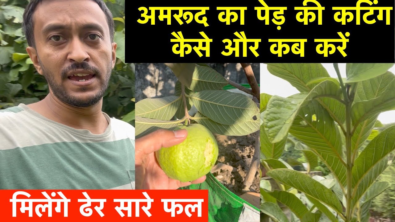 Guava Tree Pruning | अमरूद का पेड़ की कटिंग कैसे और कब करें | How to Grow Guava at Home