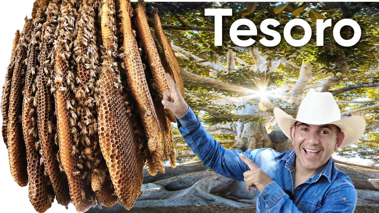Cómo reubicar abejas #109