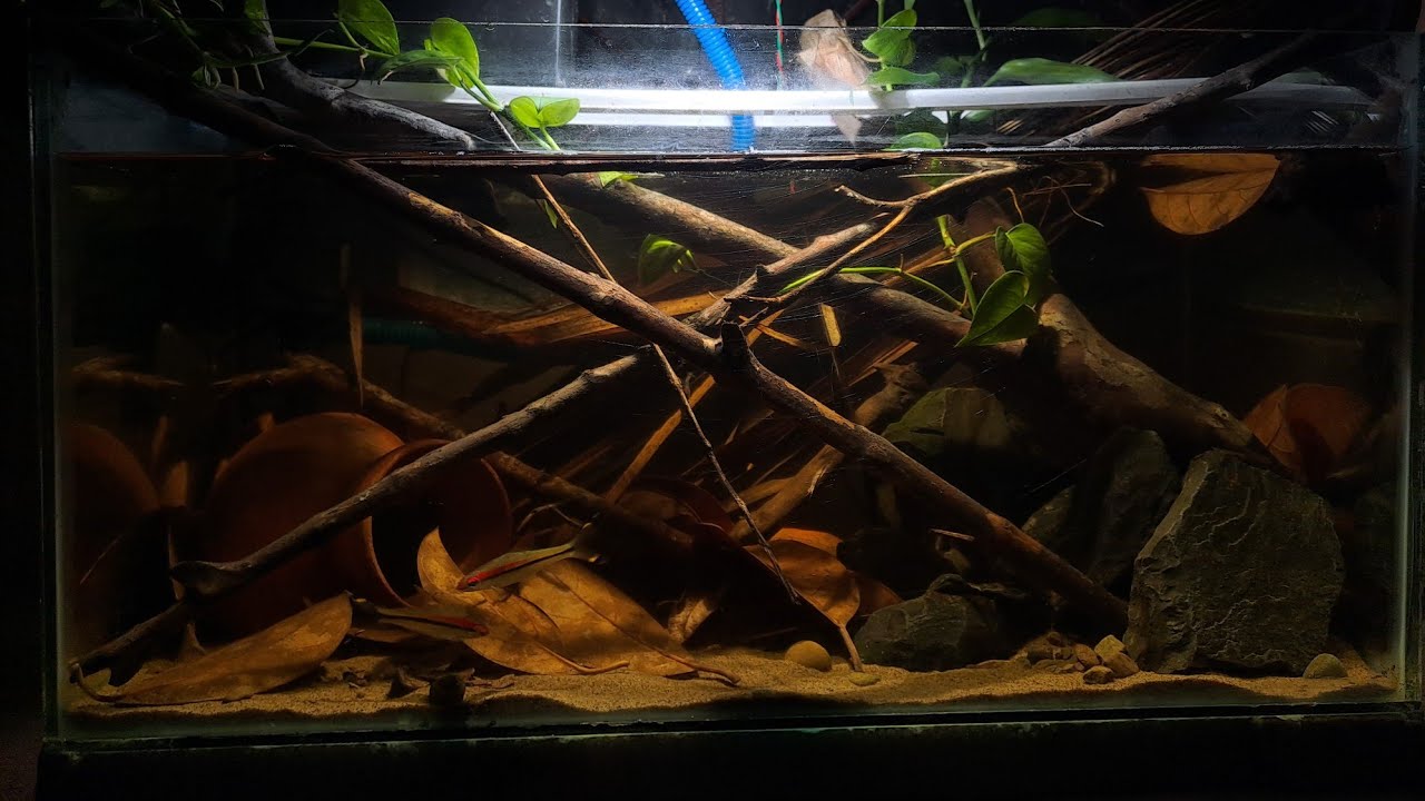 Mesmerizing Blackwater Aquarium Setup,Nature&rsquo;s Hidden Beauty /2feet /Black water /Anabas testudineus