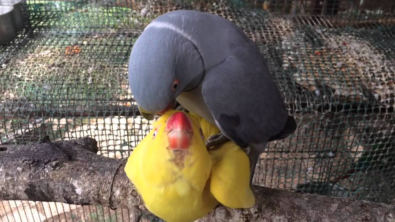 pair of Indian ringneck parrots get ready for mating season