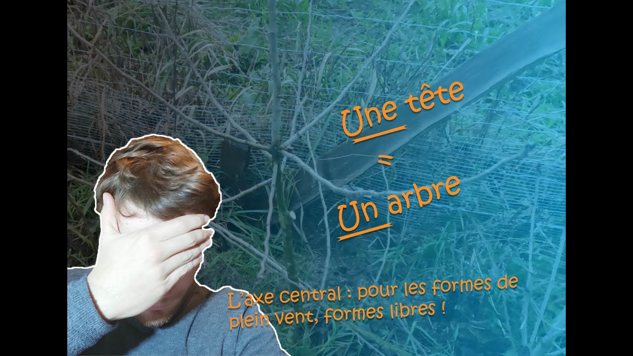 Pourquoi faut-il délaisser la forme en gobelet pour les arbres de plein vent ?(Peu d'entretien ! )