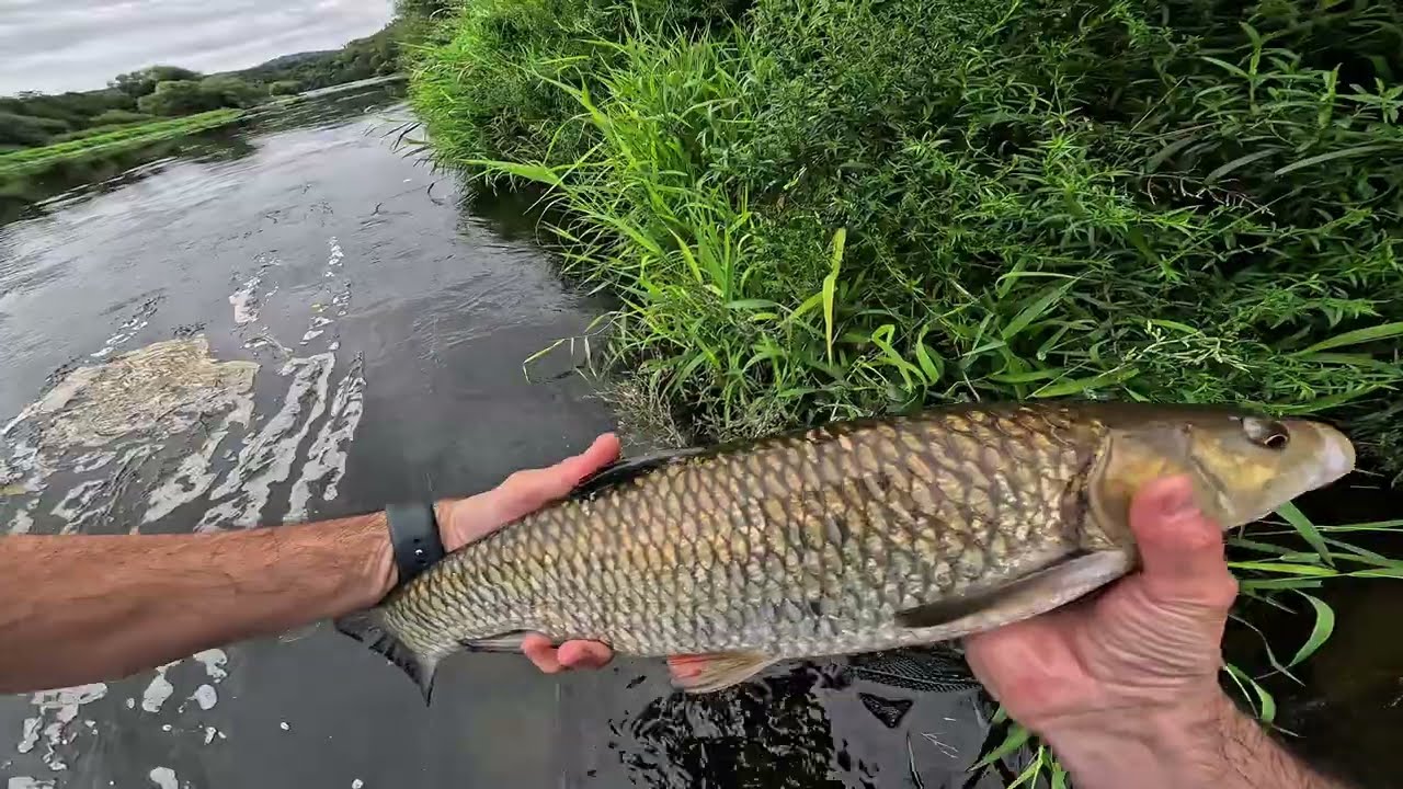 Festival neproměněných záběrů na hladinovky a rekordní tloušť jako prase z Berounky!!🎣