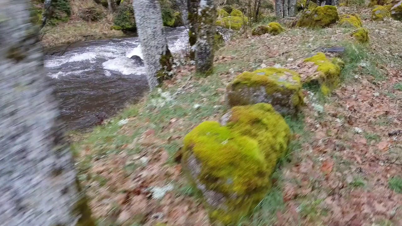 Bosques máxicos!