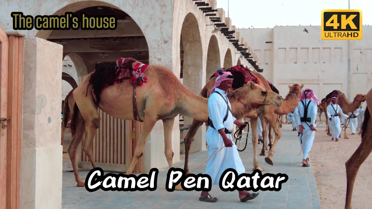 Camel Pen Qatar 4K 🇶🇦 🐪🐫 The camels house in Souq Waqif | How to go 👉