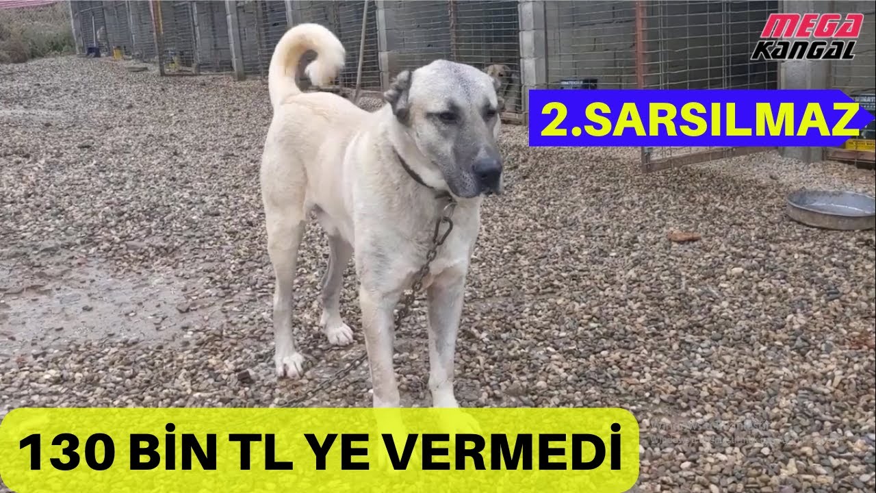 130 BİN TL YE VERMEDİ / BU ÇİFTLİKTE ÇOK İYİ KÖPEKLER VAR