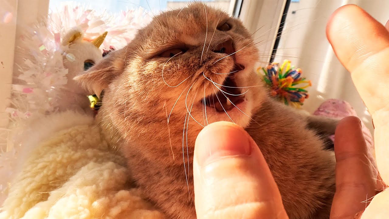 She Owns the Sun 😺☀️ Luna’s Secret Balcony Ritual Ends in Purrs & Sleep ASMR