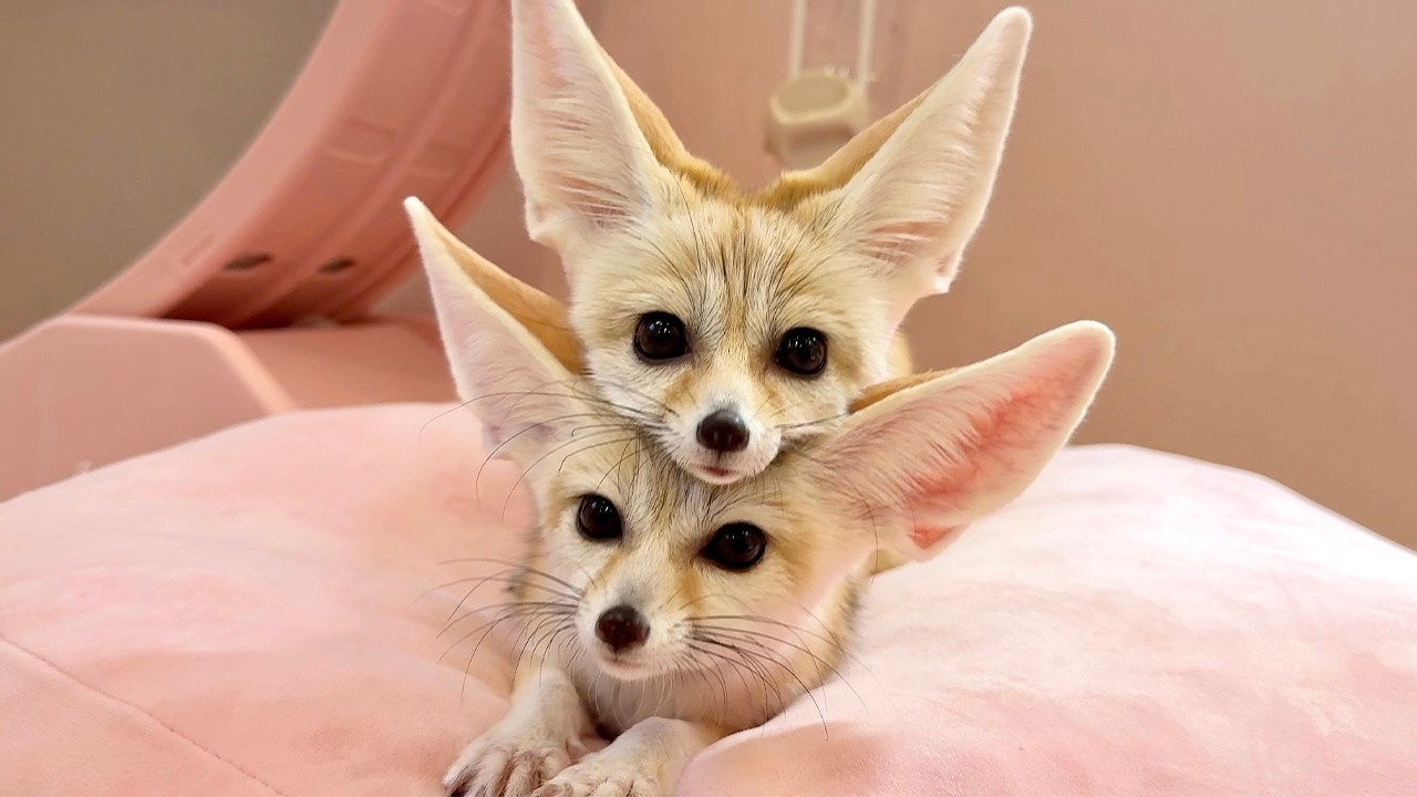Pierwsza Kawiarnia z Lisami Fennec w Japonii! Poznaj z Bliska 6 Przesłodkich Lis&oacute;w🦊